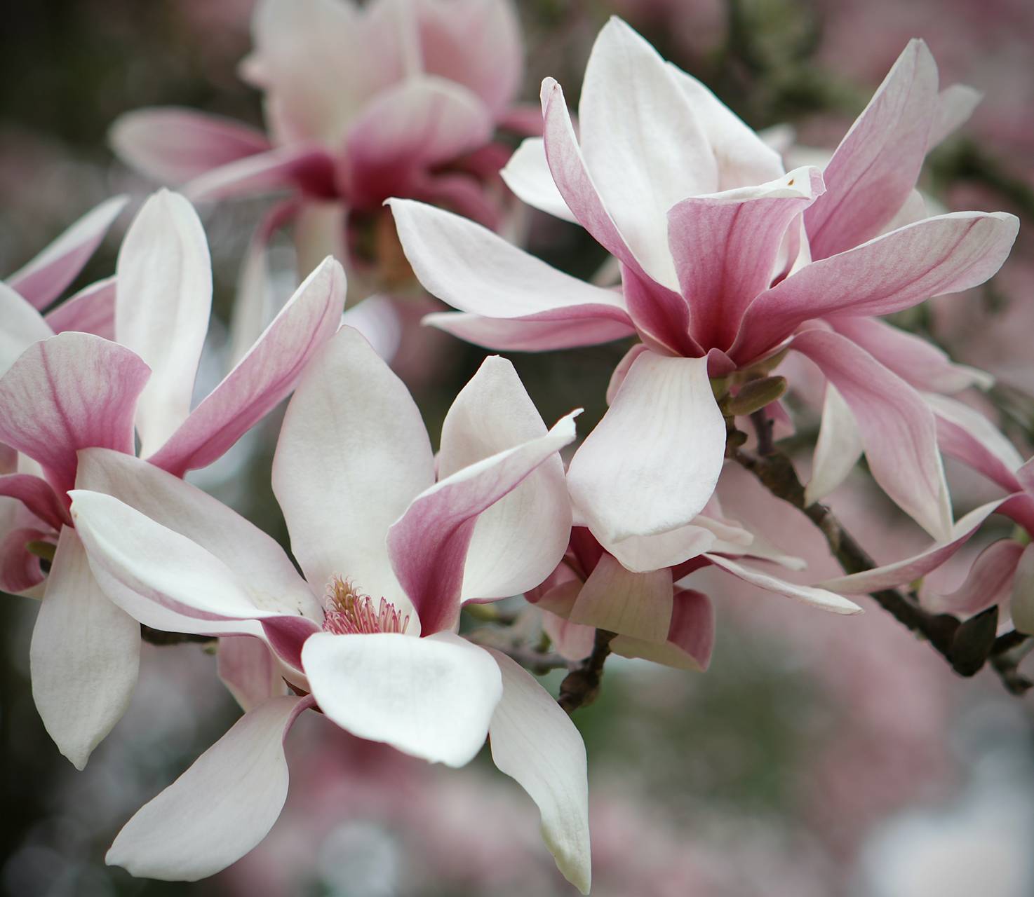 Photo of Saucer Magnolia
